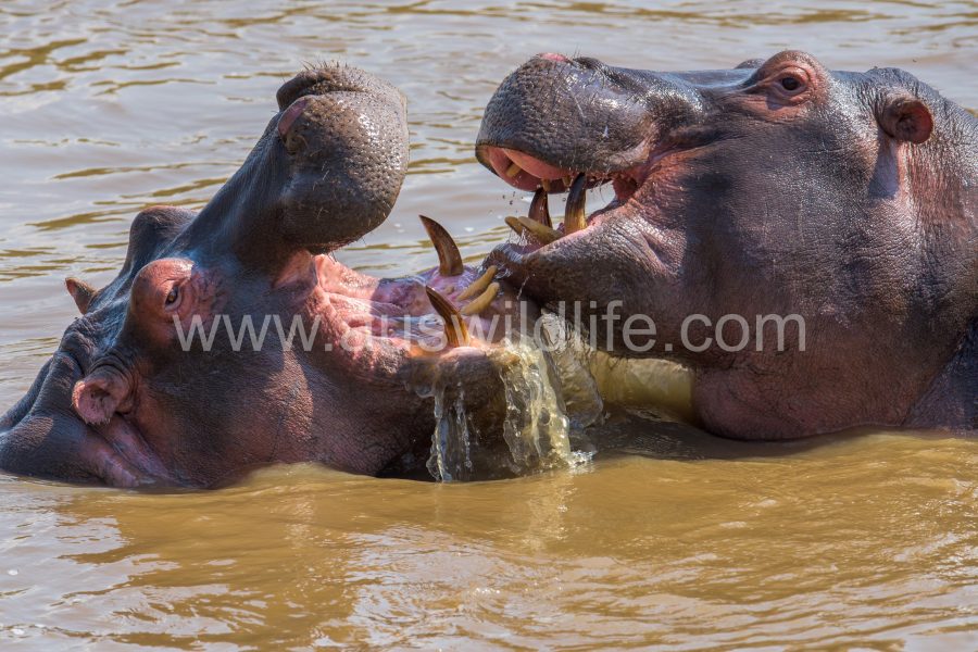 hippopotamus-hippopotamus-amphibius-6