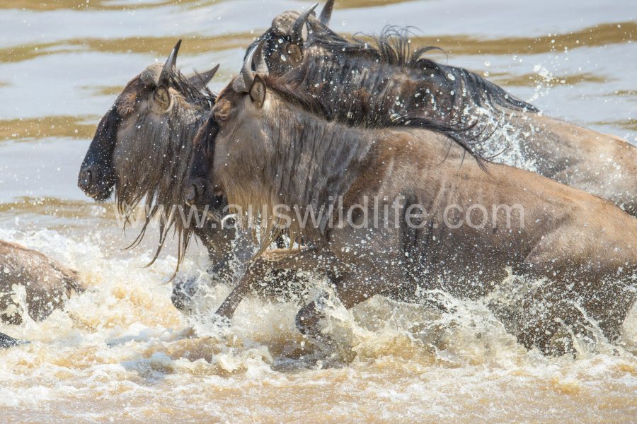brindled-gnu-wildebeest-connochaetes-taurinus-3