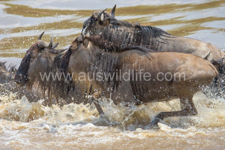 brindled-gnu-wildebeest-connochaetes-taurinus-4