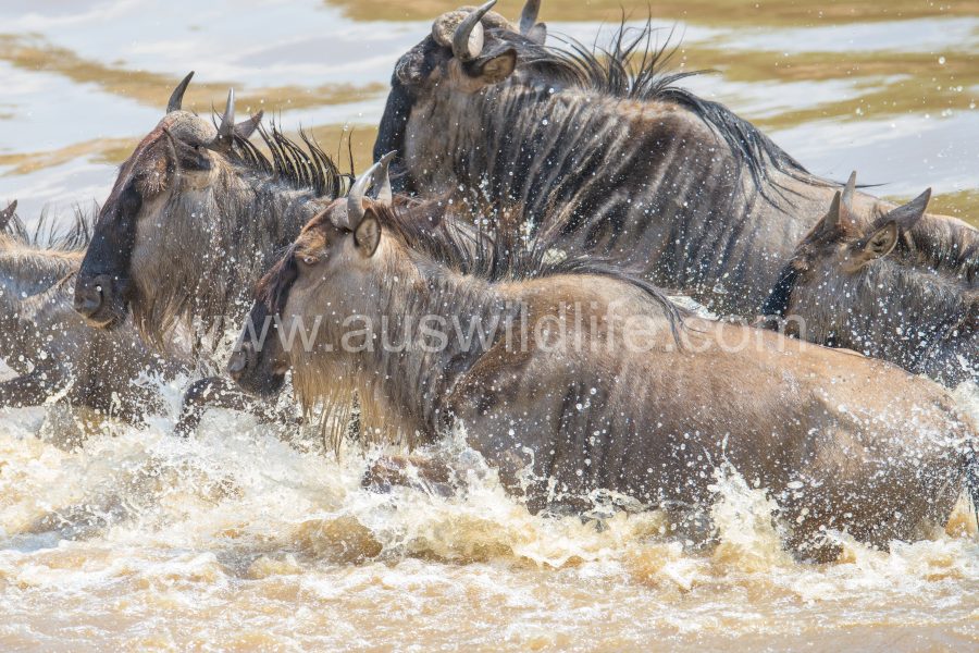 brindled-gnu-wildebeest-connochaetes-taurinus-5