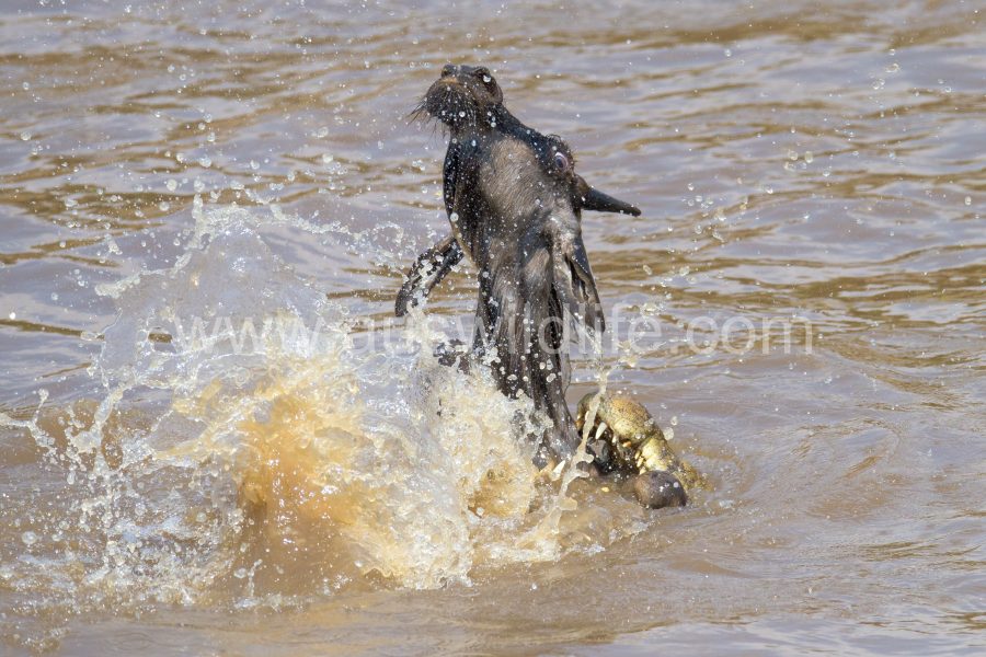 brindled-gnu-wildebeest-connochaetes-taurinus-7