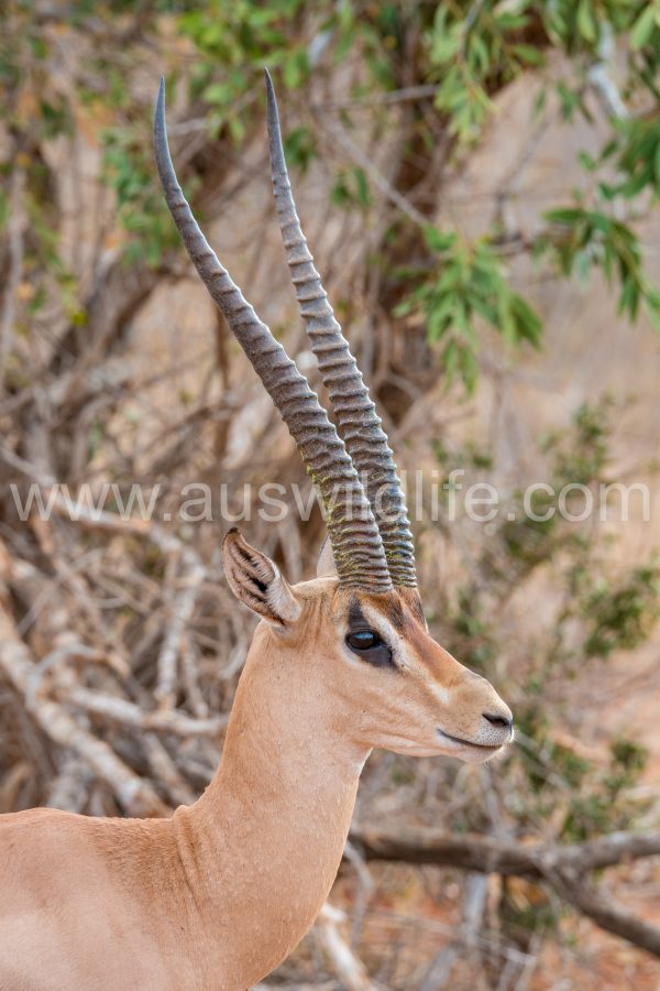 grants-gazelle-gazella-granti-3