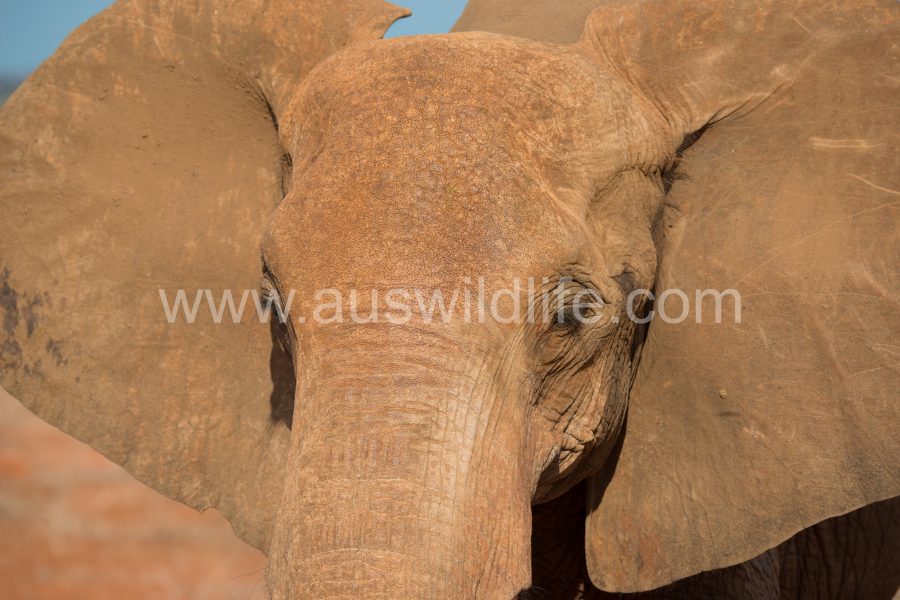 african-elephant-african-elephant-loxodonta-africana