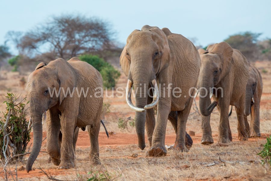 african-elephant-loxodonta-africana-7