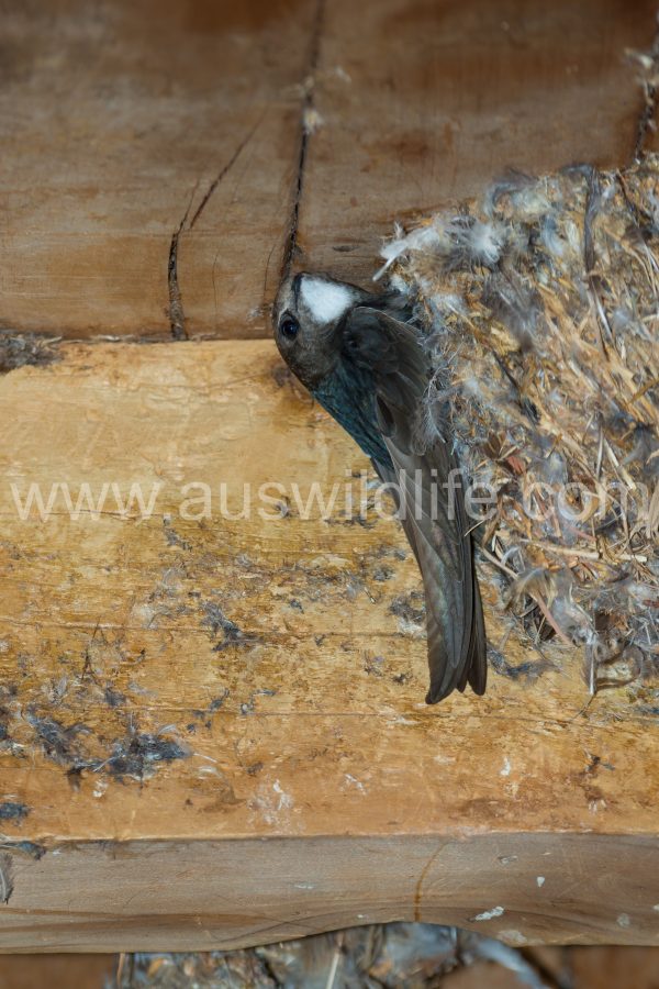 little-swift-apus-affinis