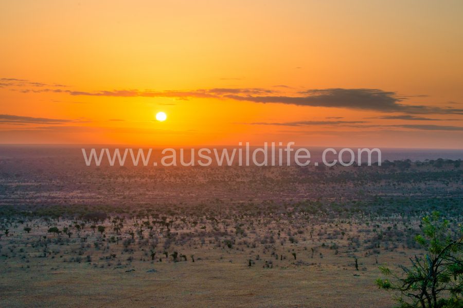 tsavo-sunset
