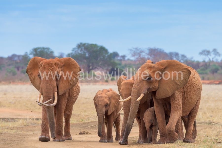 african-elephant-loxodonta-africana