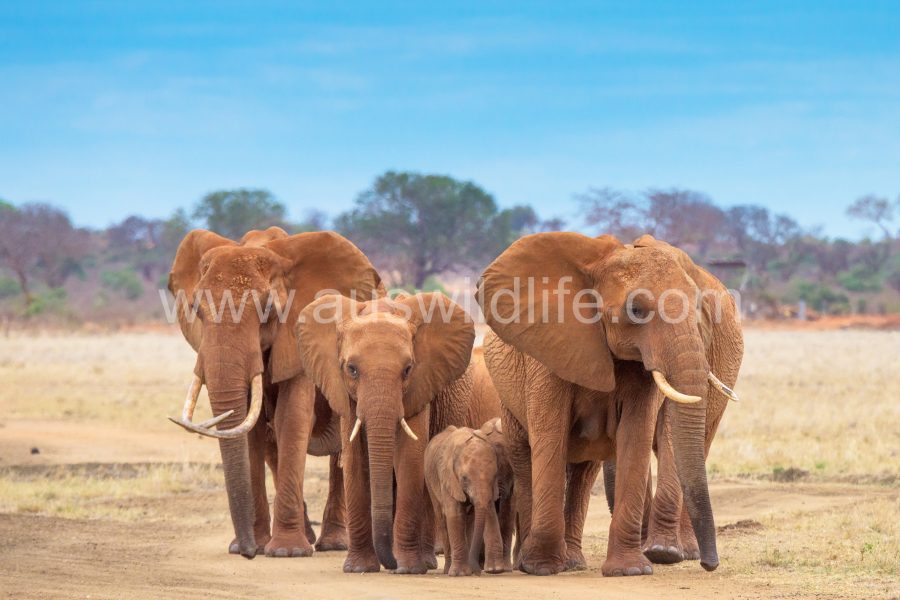 african-elephant-loxodonta-africana-2