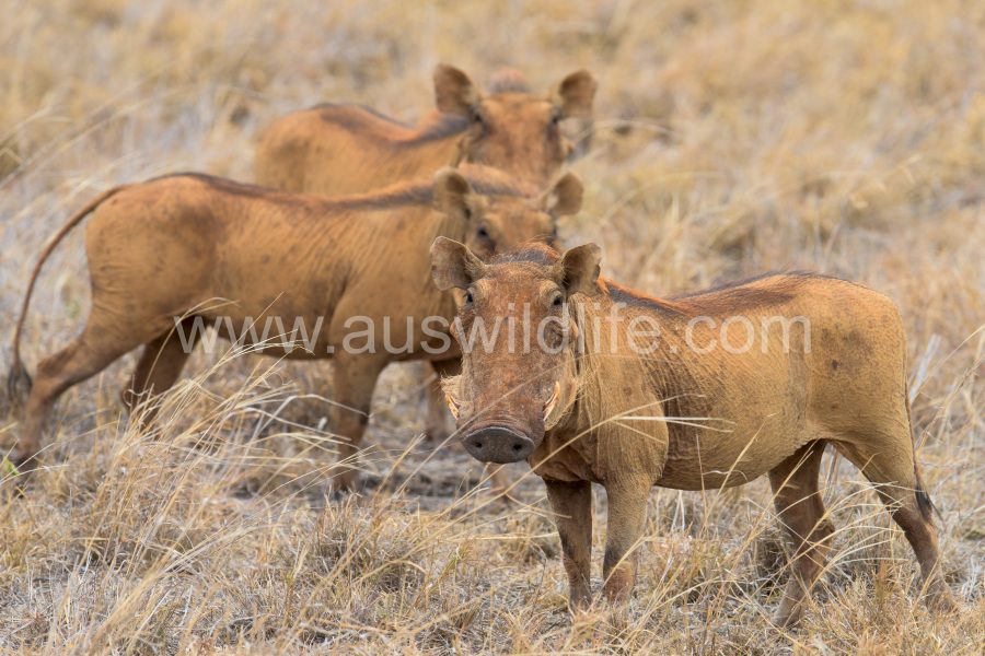 common-warthog-phacochoerus-africanus