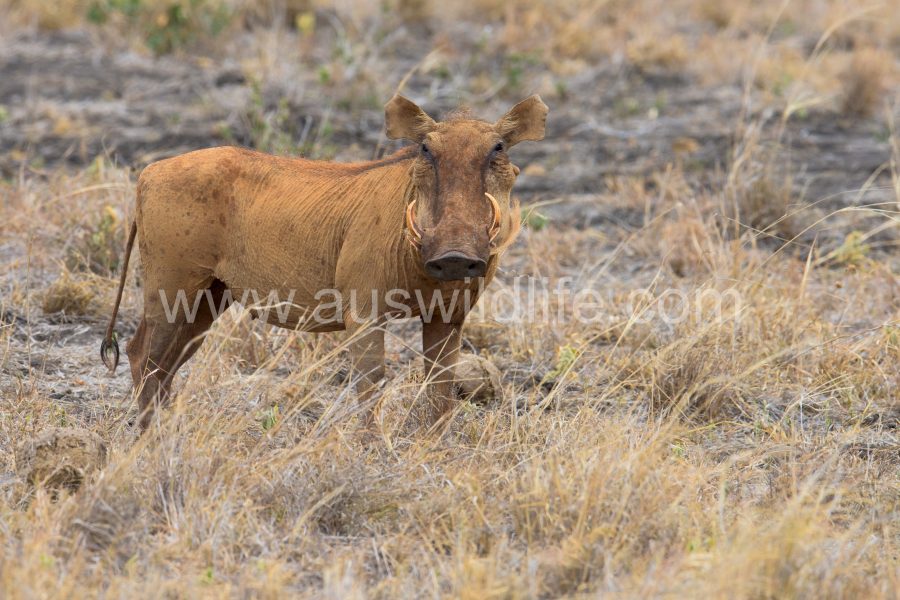 common-warthog-phacochoerus-africanus-3