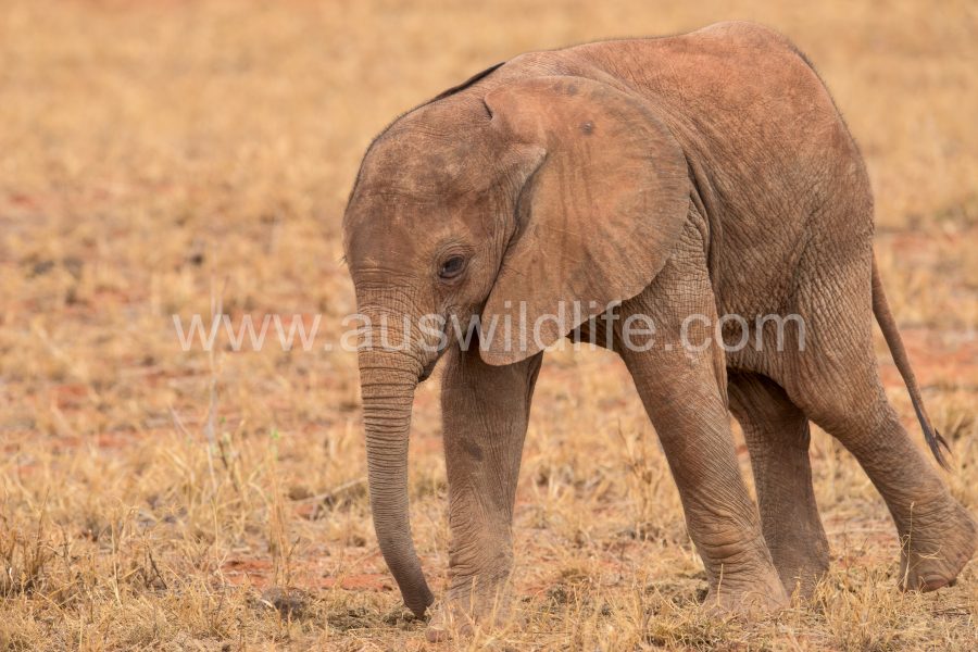 african-elephant-loxodonta-africana-3