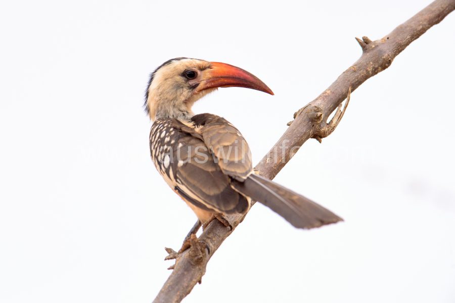 red-billed-hornbill-tokus-erythrorhynchus