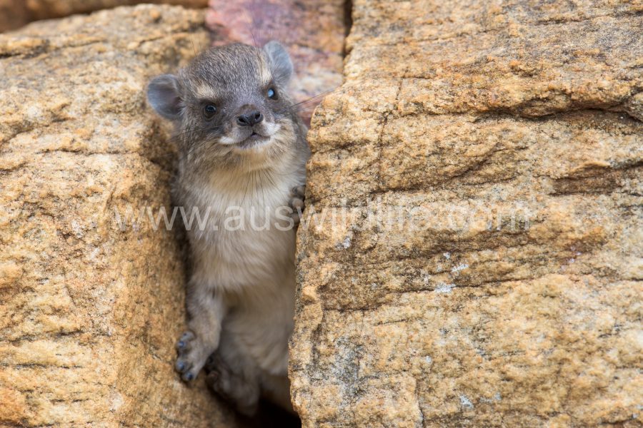 bush-hyrax-yellow-spotted-hyrax-heterohyrax-brucei