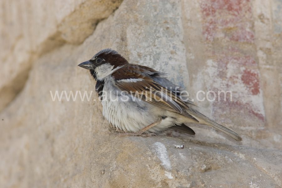 house-sparrows-passer-domesticus-egypt-2
