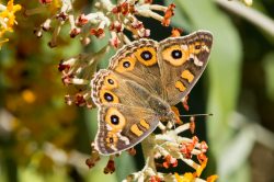 painted-lady-butterflymeadow-argus-butterfly-vanessa-carduijunonia-villida