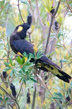 yellow-tailed-black-cockatoo-calyptorhynchus-funereus-2