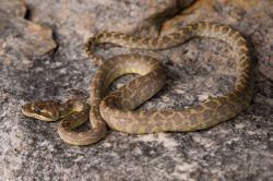 rough-scaled-python-morelia-carinata