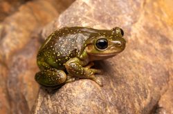 central-australian-green-tree-frog-litoria-gilleni-2