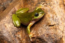 central-australian-green-tree-frog-litoria-gilleni
