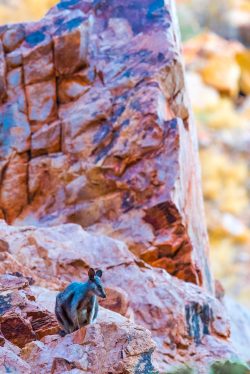 black-footed-rock-wallaby-petrogale-lateralis-2