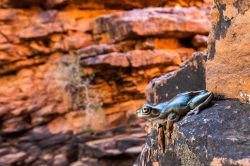 central-australian-green-tree-frog-litoria-gilleni-3
