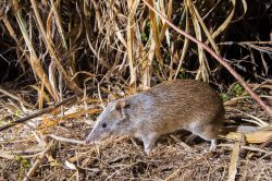 brown-bandicoot-isoodon-macrourus-4