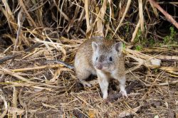 brown-bandicoot-isoodon-macrourus