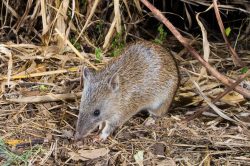 brown-bandicoot-isoodon-macrourus-2
