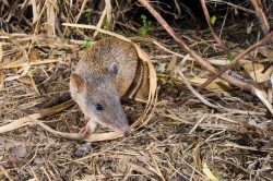 brown-bandicoot-isoodon-macrourus-3