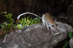 Australian wildlife photography
