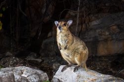 Australian wildlife photography