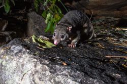 scaly-tailed-possum-or-wyulda-wyulda-squamicaudata-9