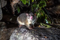 scaly-tailed-possum-or-wyulda-wyulda-squamicaudata-8