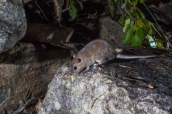 kimberley-rock-rat-zyzomys-woodwardi-2