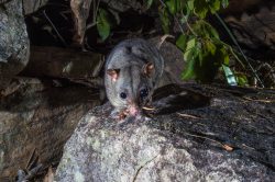 scaly-tailed-possum-or-wyulda-wyulda-squamicaudata-6