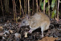 golden-bandicoot-isoodon-auratus-5