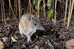 golden-bandicoot-isoodon-auratus-4