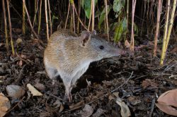 golden-bandicoot-isoodon-auratus-3