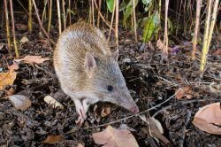 golden-bandicoot-isoodon-auratus-2
