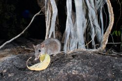 kimberley-rock-rat-zyzomys-woodwardi-3