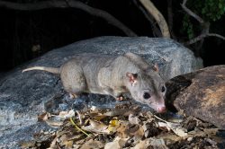 Australian wildlife photography