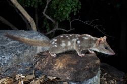 northern-quoll-dasyurus-hallucatus-15