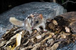 northern-quoll-dasyurus-hallucatus-14