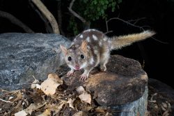 northern-quoll-dasyurus-hallucatus-13