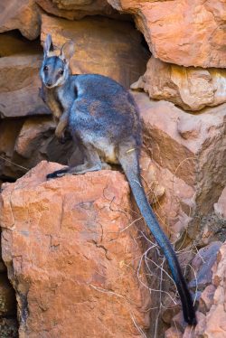black-footed-rock-wallaby-petrogale-lateralis