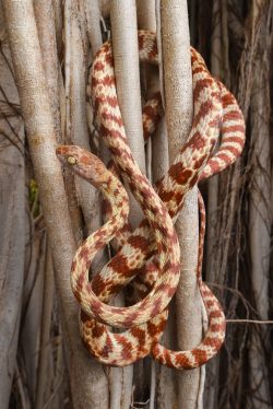 brown-tree-snake-boiga-irregularis-5