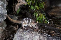 northern-quoll-dasyurus-hallucatus-11