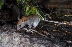 golden-backed-tree-rat-mesembriomys-macrurus-6