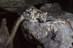 northern-quoll-dasyurus-hallucatus-10