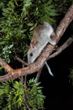 golden-backed-tree-rat-mesembriomys-macrurus-5